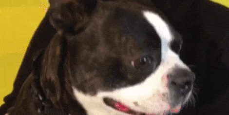 Perro y amo a juego Perro y amo a juego